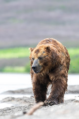 Obraz premium Ruling the landscape, brown bears of Kamchatka (Ursus arctos beringianus)