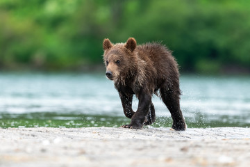 Ruling the landscape, brown bears of Kamchatka (Ursus arctos beringianus)