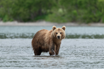 Obraz premium Ruling the landscape, brown bears of Kamchatka (Ursus arctos beringianus)