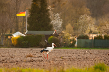 Weißstorch auf dem Feld