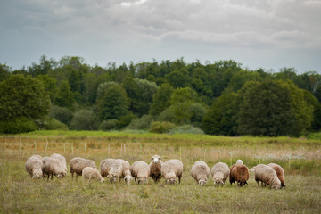 Fototapeta premium Schafherde