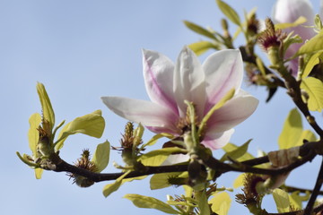 magnolia tree blossom