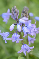 close up of a purple flower