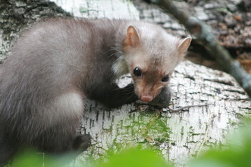 European pine marten (Martes martes) playing and posing on camera