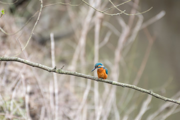 King Fisher Looking for Food on a Branch