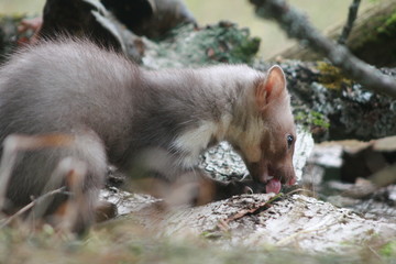 Fototapeta premium European pine marten (Martes martes) playing and posing on camera