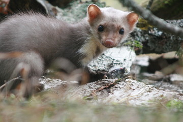 European pine marten (Martes martes) playing and posing on camera