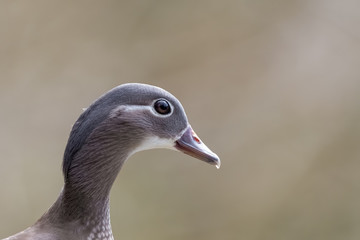 Head Portrait Female Mandarin Duck