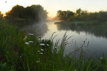 Fototapeta na wymiar Dawn by the river in the summer spring season. Beautiful chamomile flowers in green grass near the water and fog above the water before sunrise. Beautiful landscape of morning freshness.