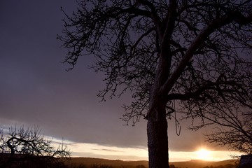 Finsterer Baum mit Sonnenuntergang