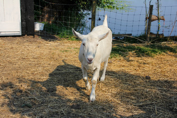 White goat walking on the straw