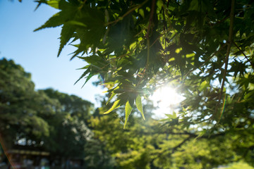 green maple leaves and sun