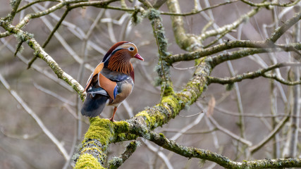 Male Mandarin Duck Perched in a Tree