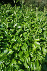 close up of a green tea plant