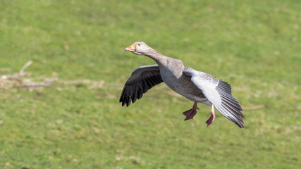 Fototapeta premium Greylag Goose Landing on Grass
