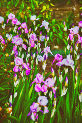 Obraz na płótnie Canvas Violet Iris in Kitchen garden in Audley spring