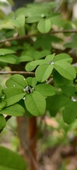Fototapeta na wymiar rain dew drops droplets vine green 