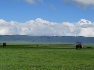 Obraz premium Africa