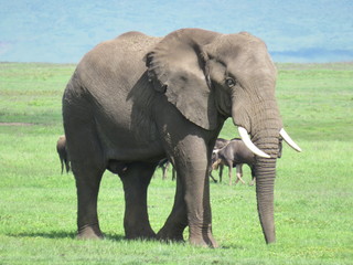 Obraz premium Africa