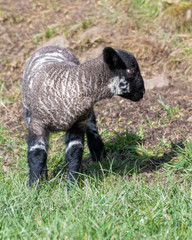 Young Lamb Standing on Grass