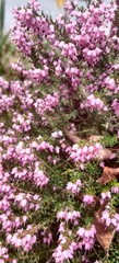 pink heather buds flowers spring 