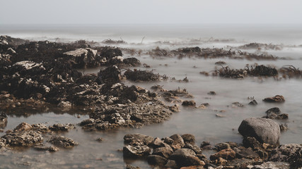 sea lions on the beach