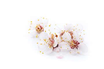 Branch of blooming spring apricots on a white