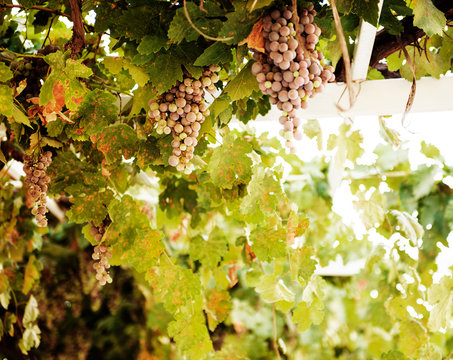 Hanging grapes in a vineyard, Göreme, Cappadocia, Turkey