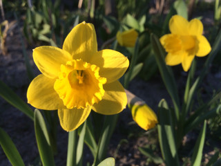 Yellow daffodil flowers in the garden
