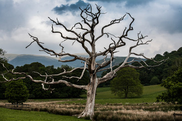 Death Tree