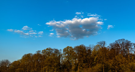 Fototapeta premium Wattewölkchen am blauen Himmel, Cumulus