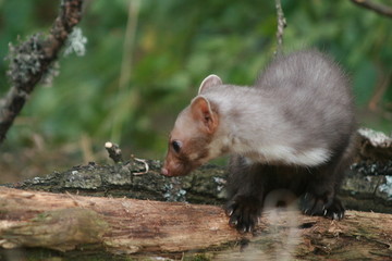European pine marten (Martes martes) playing and posing on camera