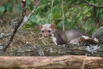 European pine marten (Martes martes) playing and posing on camera