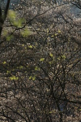 Wald im frühen Frühling