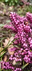 Fototapeta premium pink heather buds flowers spring 