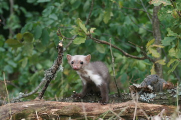 European pine marten (Martes martes) playing and posing on camera