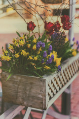 Fototapeta na wymiar Mixture of colorful flowers in pot on Boston streets spring
