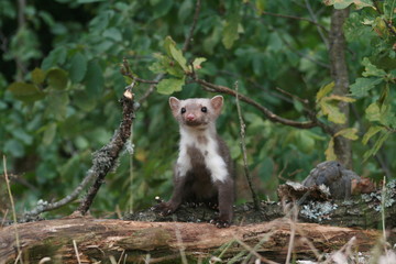 European pine marten (Martes martes) playing and posing on camera