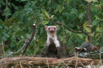 European pine marten (Martes martes) playing and posing on camera