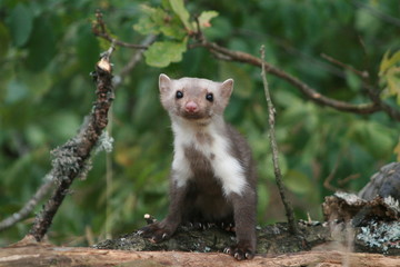 European pine marten (Martes martes) playing and posing on camera