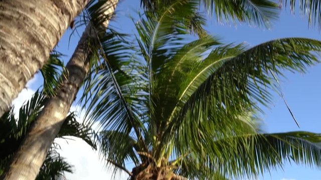 Panning view of Palm trees. Leaves are shaking by strong wind in blue sky. 4K