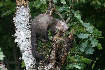 European pine marten (Martes martes) playing and posing on camera
