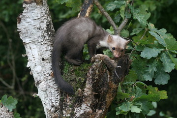 European pine marten (Martes martes) playing and posing on camera