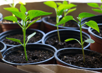 Young green plant. Pepper plants in a pots on window in paper box.  Growing. Green sprouts of pepper .