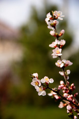 pink flowers