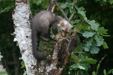 European pine marten (Martes martes) playing and posing on camera