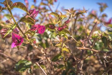 bougainvillea flower on a sunny winter day