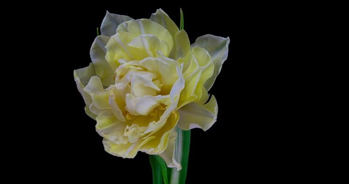 Timelapse of opening white tulip format with ALPHA transparency channel isolated on black background, Spring time, Happy Mothers Day, Valentine's Day, easter, 4k