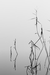 Monchrome Black and White Picture Of Reeds Reflecting In A Still Mirror Like River. Taken at Stanpit Marsh UK