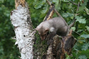 European pine marten (Martes martes) playing and posing on camera